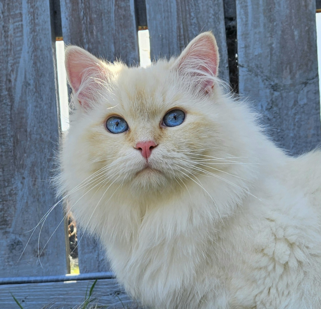 Mufasa Sanica Sky*GB